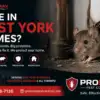 Mice in East York Homes: What’s Really Causing the Problem — and How to Stop It for Good
